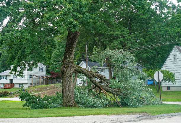Best Fruit Tree Pruning  in Brilliant, AL