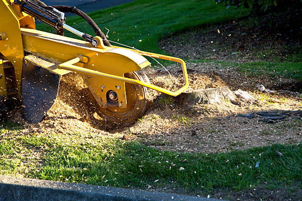 Best Lawn Disease Treatment  in Brilliant, AL