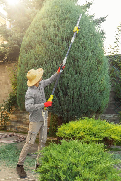 Best Tree Trimming and Pruning  in Brilliant, AL