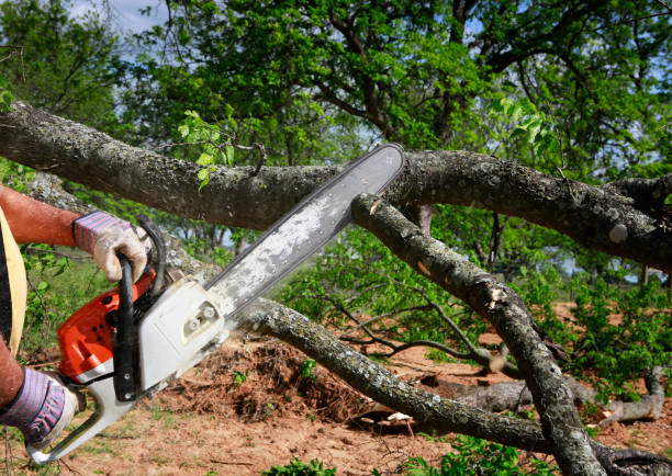 Trusted Brilliant, AL Tree Removal Experts